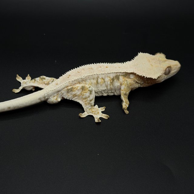 100%헷아잔틱 릴리화이트