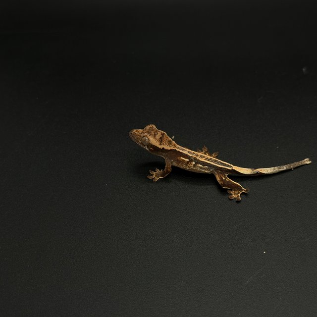 100%헷아잔틱 엠티백