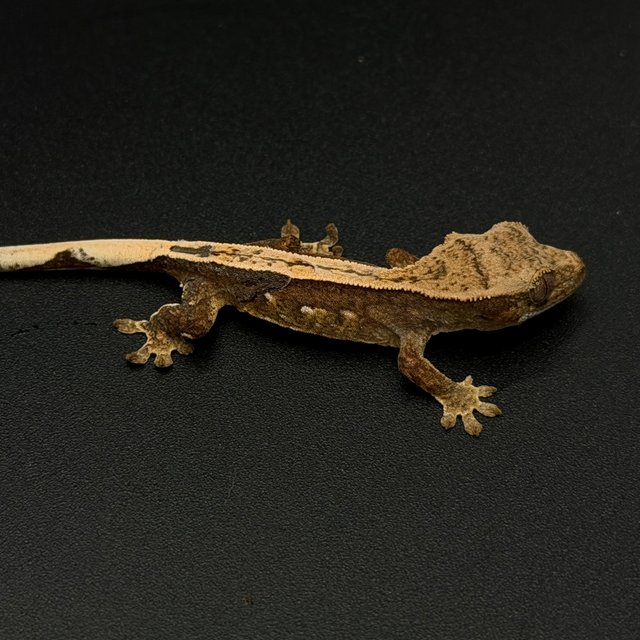 100%헷아잔틱 엠티백