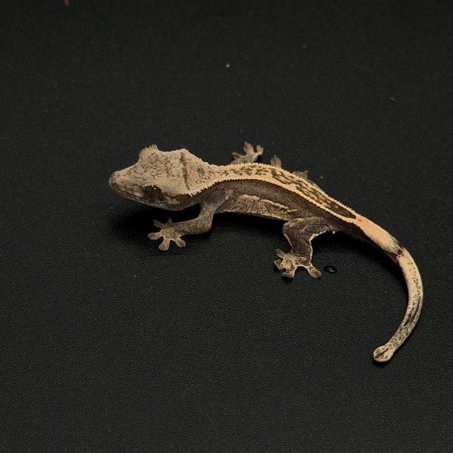 100%헷아잔틱 슈퍼스트라이프 엠티백