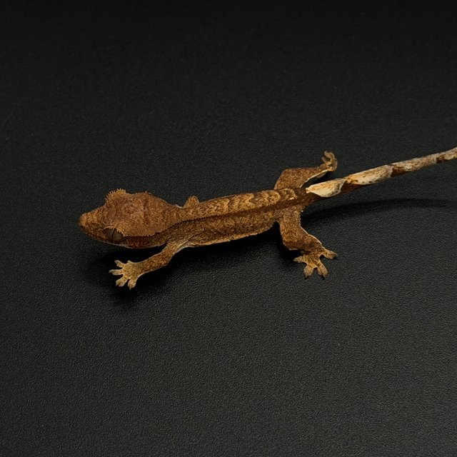 100%헷아잔틱 노멀