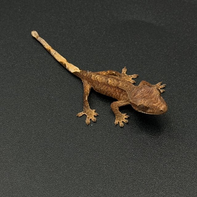 100%헷아잔틱 노멀