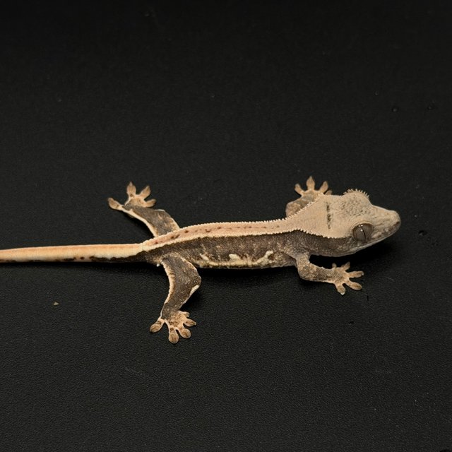 100%헷아잔틱 릴리화이트