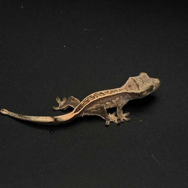 100%헷아잔틱 슈퍼스트라이프 엠티백