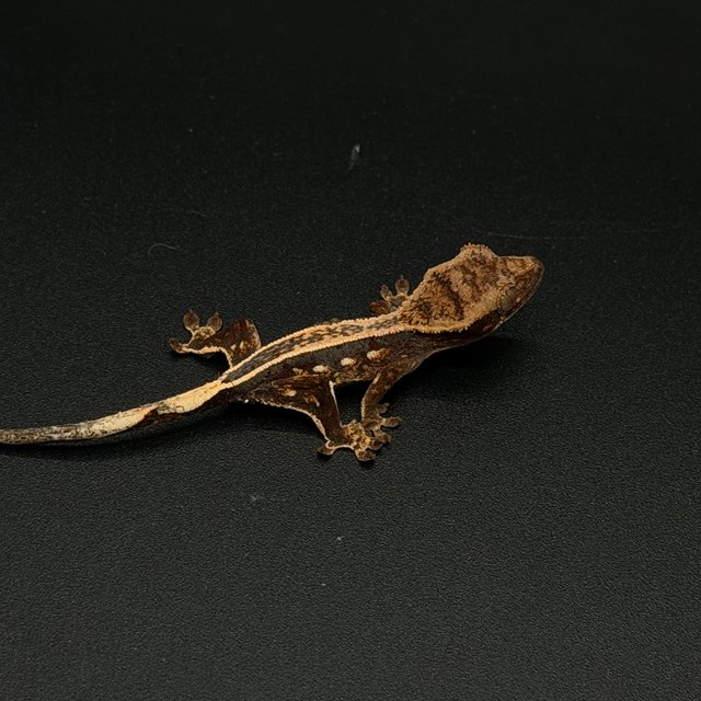 100%헷아잔틱 엠티백