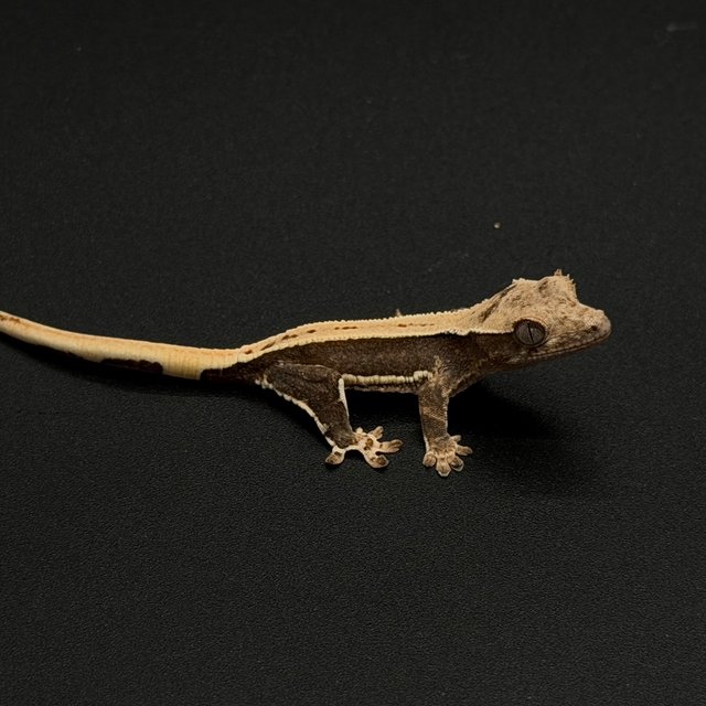 100%헷아잔틱 릴리화이트