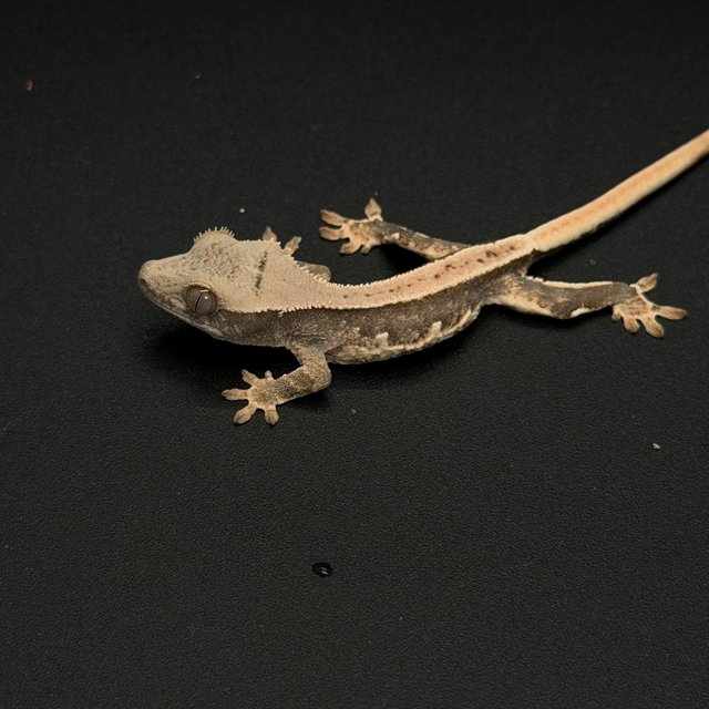 100%헷아잔틱 릴리화이트