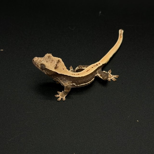 100%헷아잔틱 릴리화이트