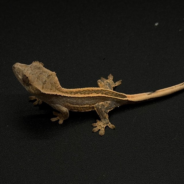 100%헷아잔틱 엠티백