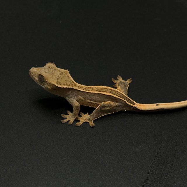 100%헷아잔틱 엠티백