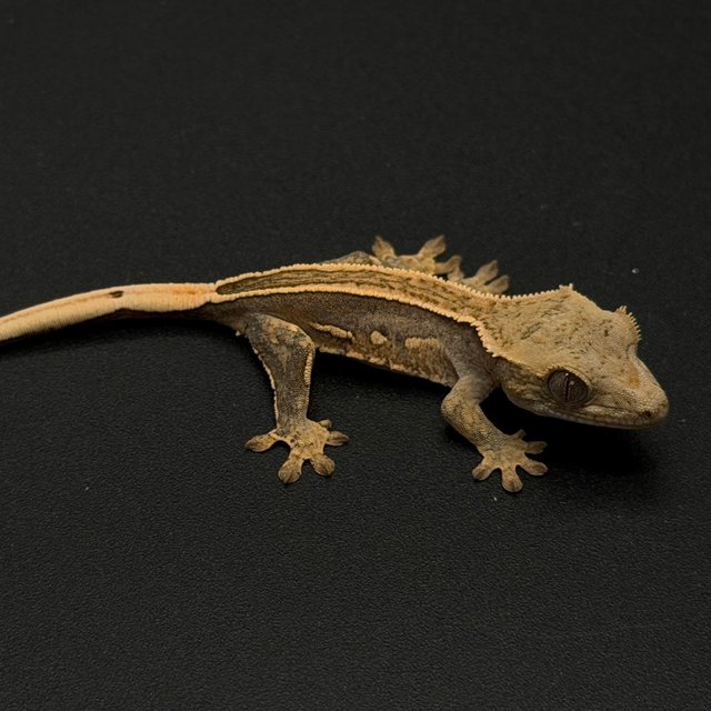 100%헷아잔틱 엠티백