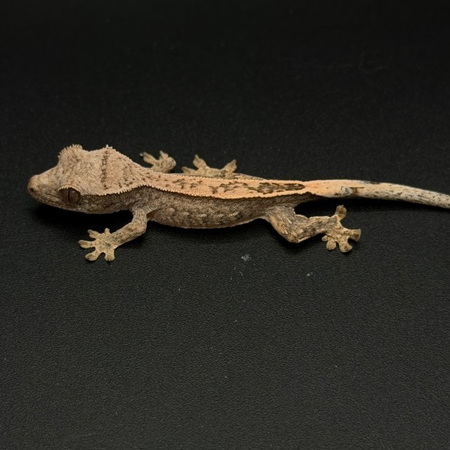 100%헷아잔틱 엠티백