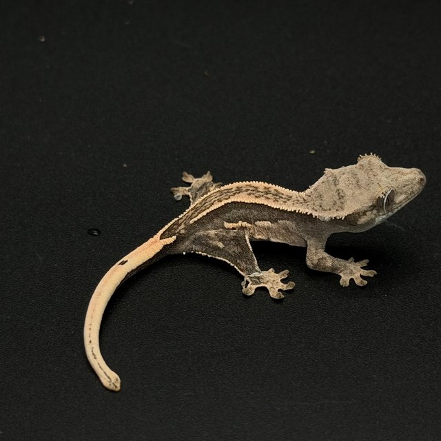 100%헷아잔틱 엠티백