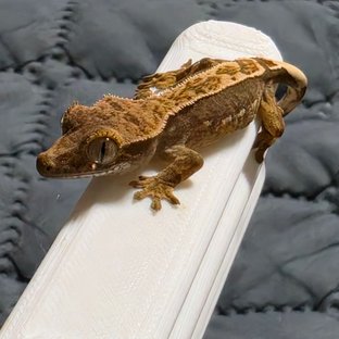 크카2세