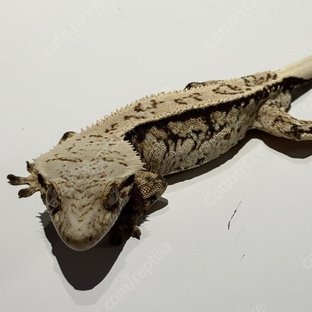 크림