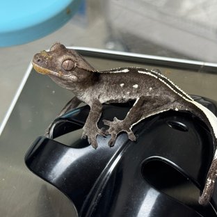 아잔