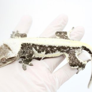 릴잔틱