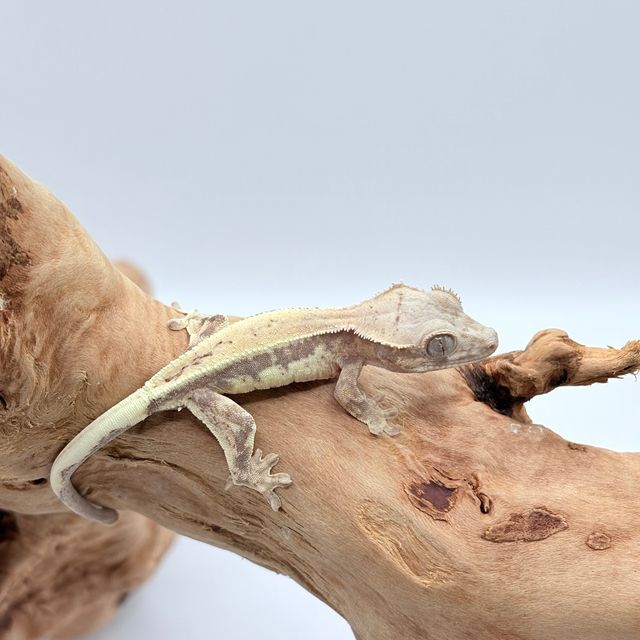릴리 세이블