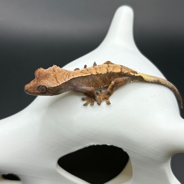 세이블