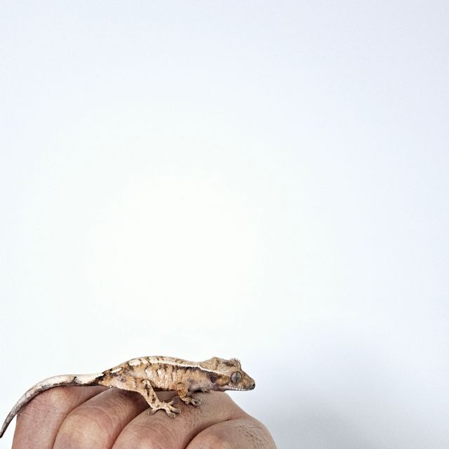 세이블 트라이