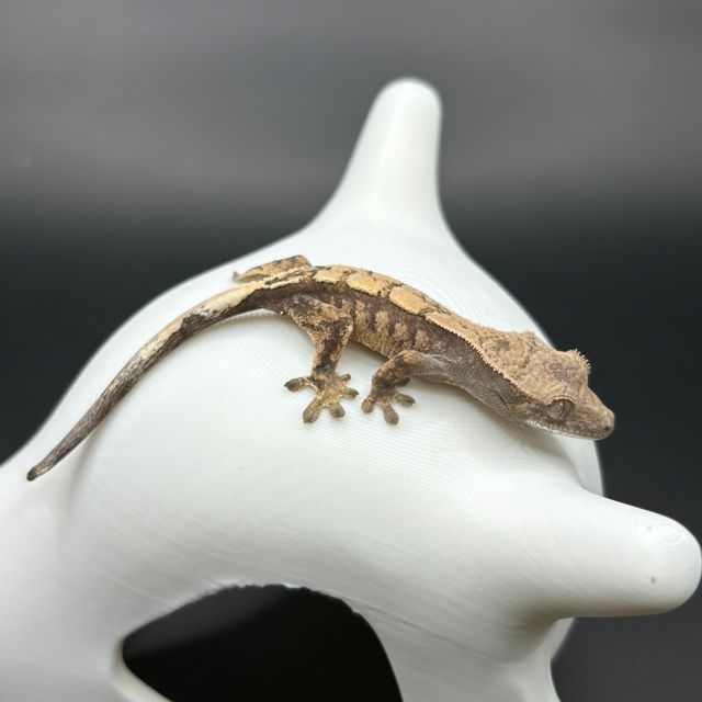 세이블