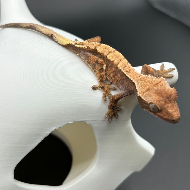 세이블