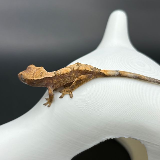 세이블