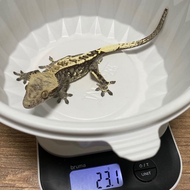 카푸치노