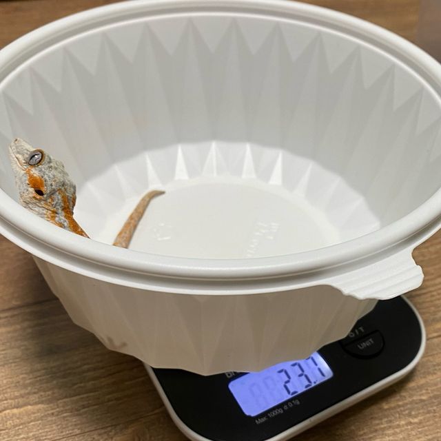 오렌지 스트라이프