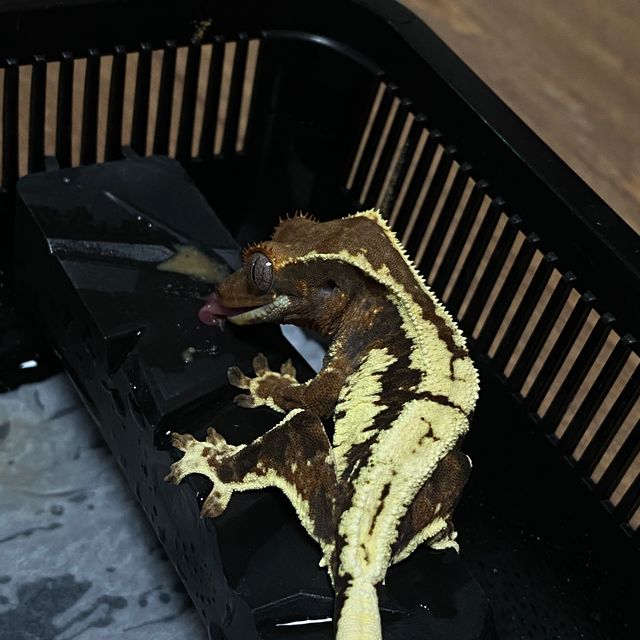 프라푸치노