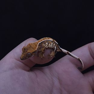 텐저린 트라이 익스트림할리퀸 바브