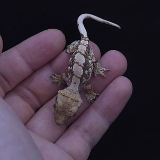 노멀 화이트스팟 익스트림할리퀸 트라이