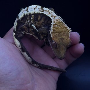 세이블