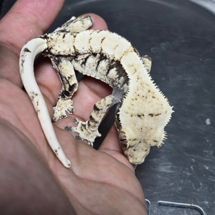 대청마루3번