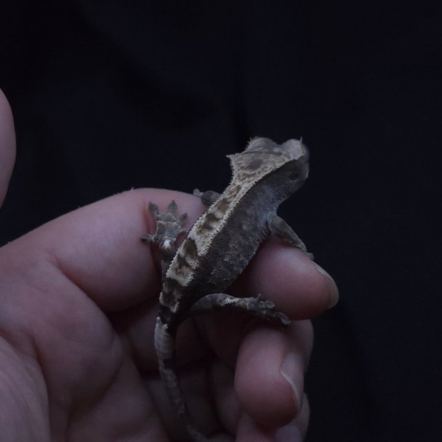 100%헷아잔틱 카푸치노