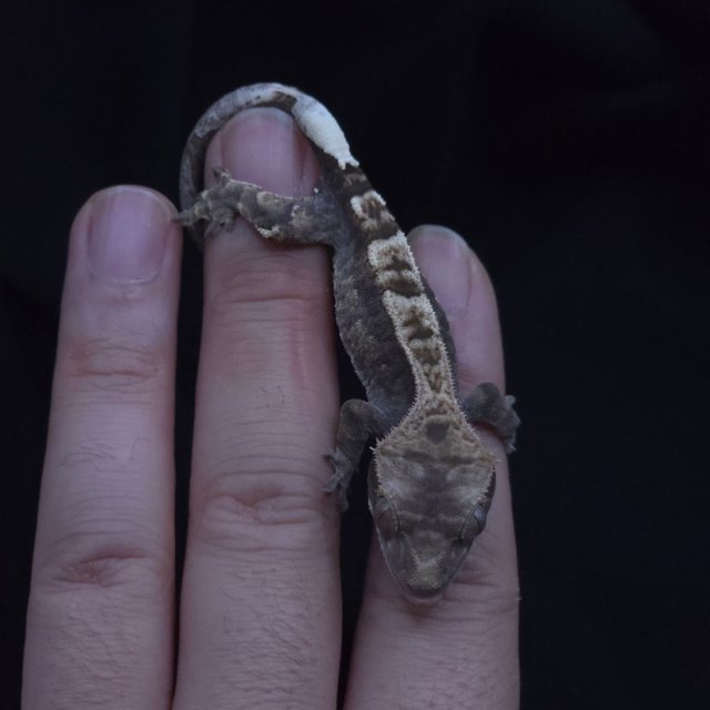 100%헷아잔틱 카푸치노