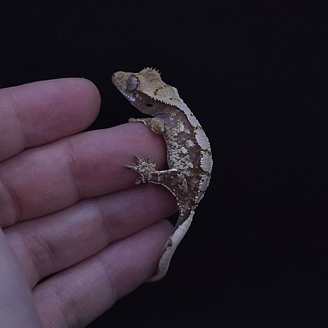 노멀 화이트스팟 익스트림할리퀸 트라이