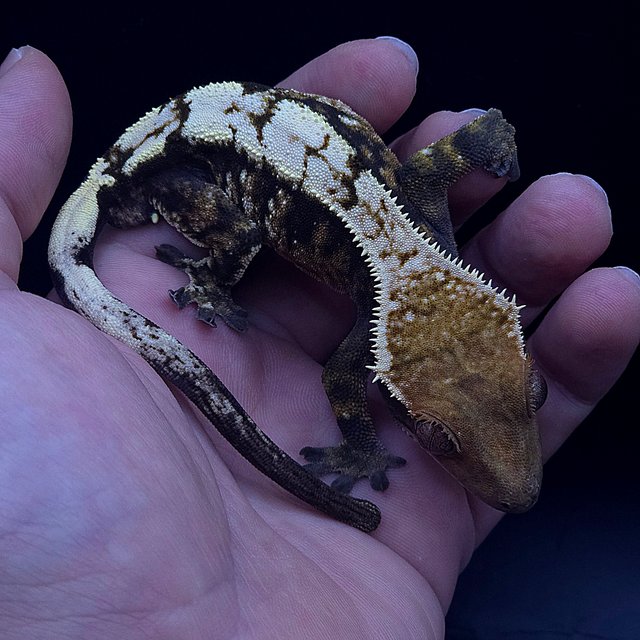 세이블