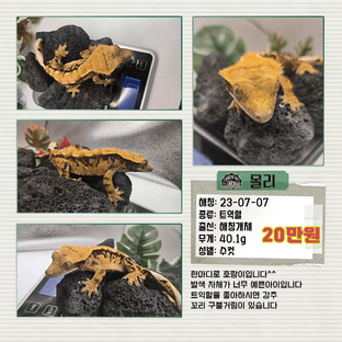 노멀 익스트림할리퀸 트라이 타이거 쿼드 플레임