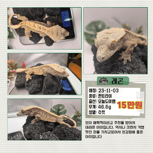 노멀 핀스트라이프 풀핀