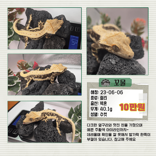 릴리화이트 풀핀 화이트 솔리드백