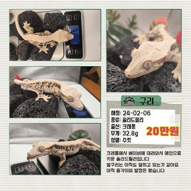 릴리화이트 솔리드백 화이트 화이트핀