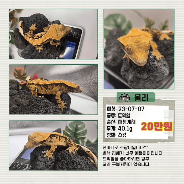 노멀 익스트림할리퀸 트라이 타이거 쿼드 플레임