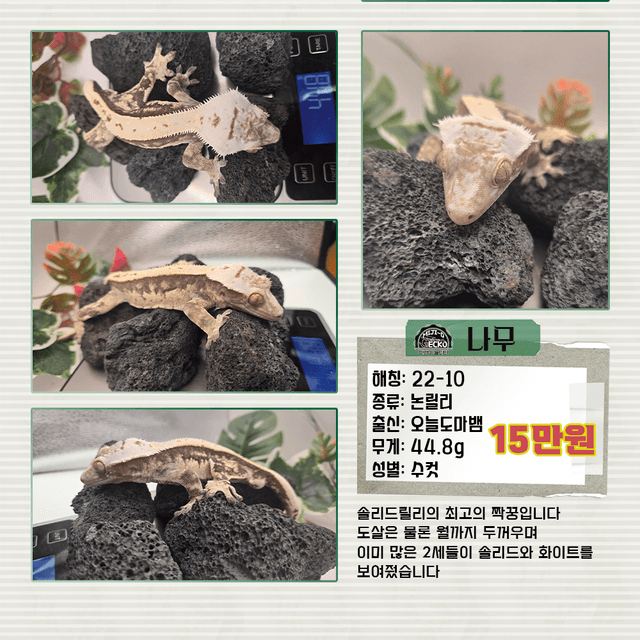 노멀 솔리드백 화이트핀 화이트포트홀 핀스트라이프 화이트