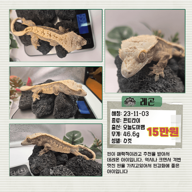 노멀 핀스트라이프 풀핀