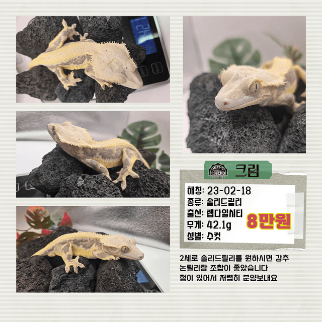 릴리화이트 솔리드백 화이트