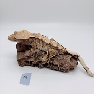 트라이 익스트림할리퀸 화이트스팟 화이트포트홀