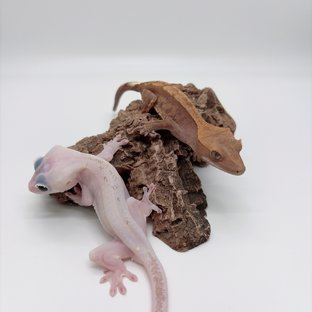 하이포 카푸치노