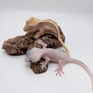 하이포 프라푸치노