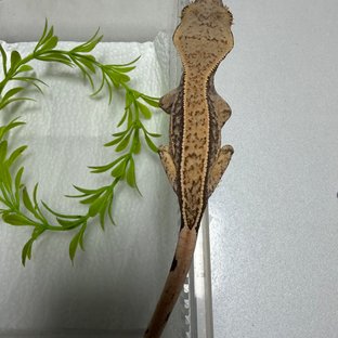 노멀 풀핀 쿼드 화이트스팟 핀스트라이프